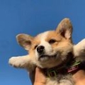 阿费费呀