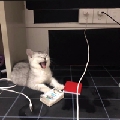 懵懵的猪狸吖
