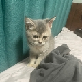 猫猫家的糖糖