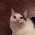 岁月ouo