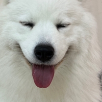 独枝瓜个人资料
