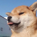 别糊了