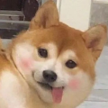 小小迷糊o