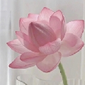李清河r