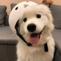 槐序纾