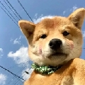 深圳DYG稚念