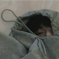 柯西吖555