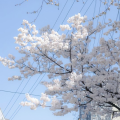 夙愿030