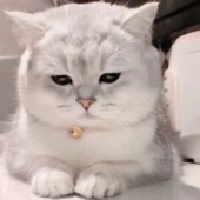 山上一只小脑斧