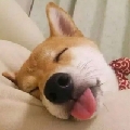 游之鱼yzy