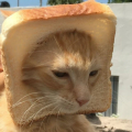 是七宫啊