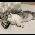 老猫枕咸鱼SS