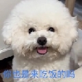 咪小喵的毛线球