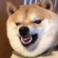 姹紫嫣红丶