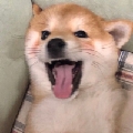灿然灿然