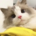 鸡蛋仔是呆子