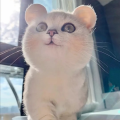最认真的人