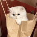 我胡凯莉可不是傻瓜0v0