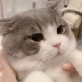 Sloppycat