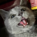 妮可Q得很