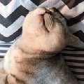 王阿儒11