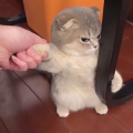 青o蛙
