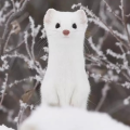 二虎不吃肉