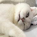 苏啊浪