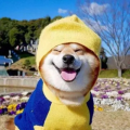 大饼cm