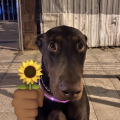 Dogtat
