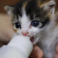 叼着奶瓶的喵喵