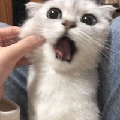 榴猩丶Meteor丶丶