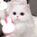 怡怡不是小猪