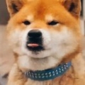 快到弹簧上来