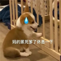 十七真的菜zzZ