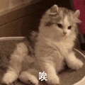 仙姑爱苟分