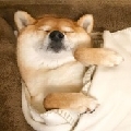 快乐的夏歌