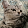 阿长长儿