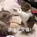 鯊鯊乏了