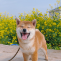 杨两百和胡小万