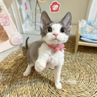 马冬枚个人资料