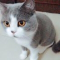 baby独恋
