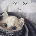 不理小Dog