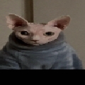 Superibean