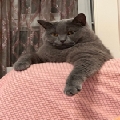 鱼红鲤猪儿