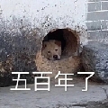 猫不易996