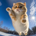 西瓜恋上猫