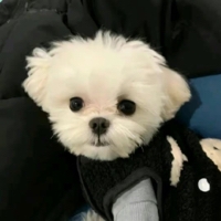 守香艳