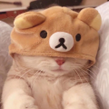 小阿呆OvO丶