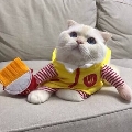 August丶小恶魔